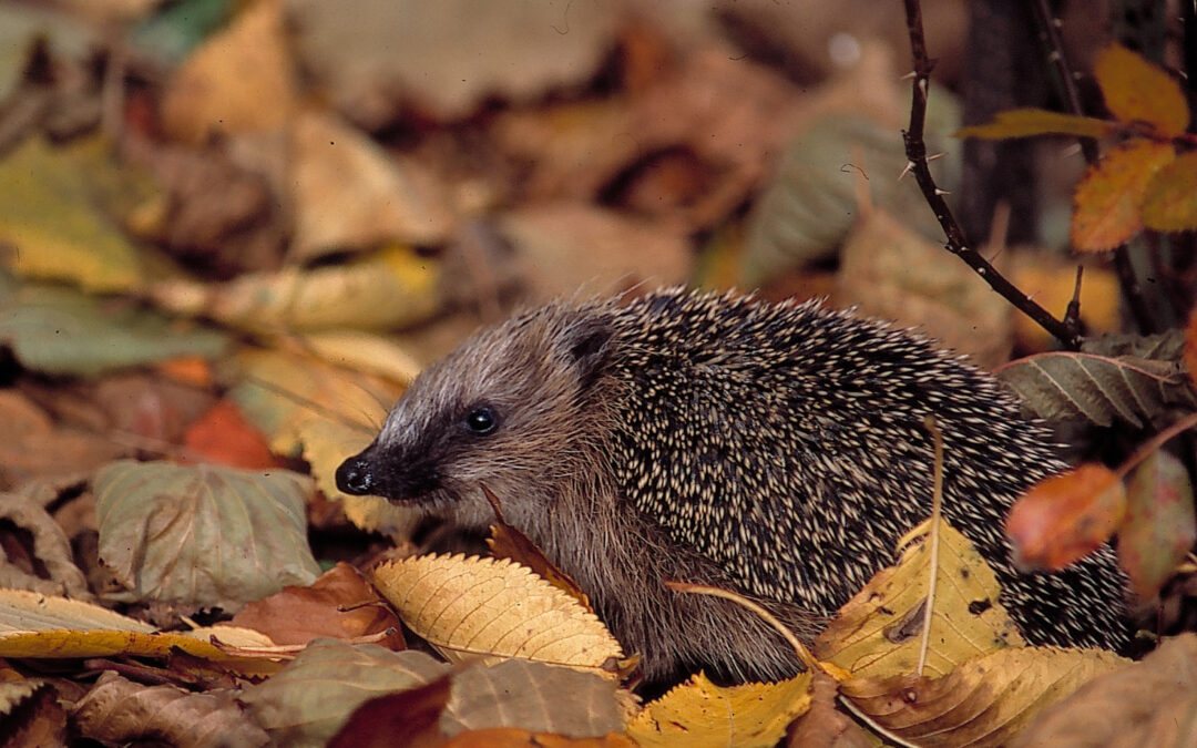 Drei Tipps, die Igel lieben