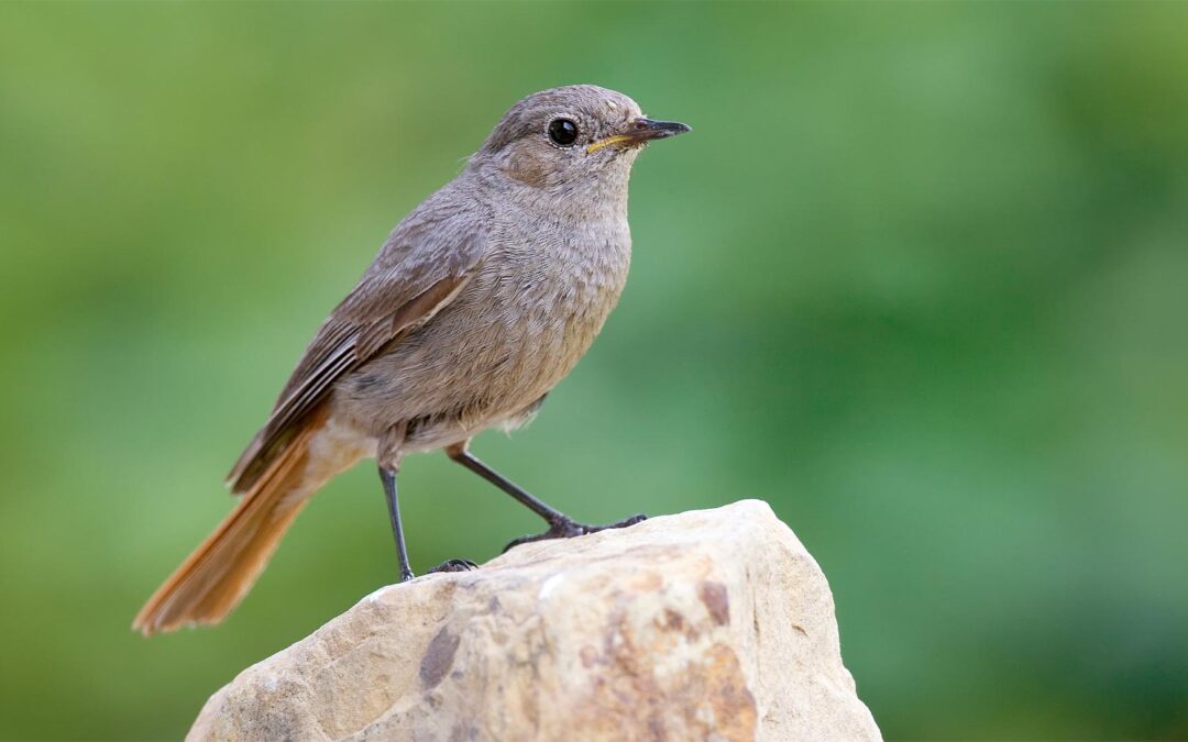 Hausrotschwanz ist Vogel des Jahres 2025